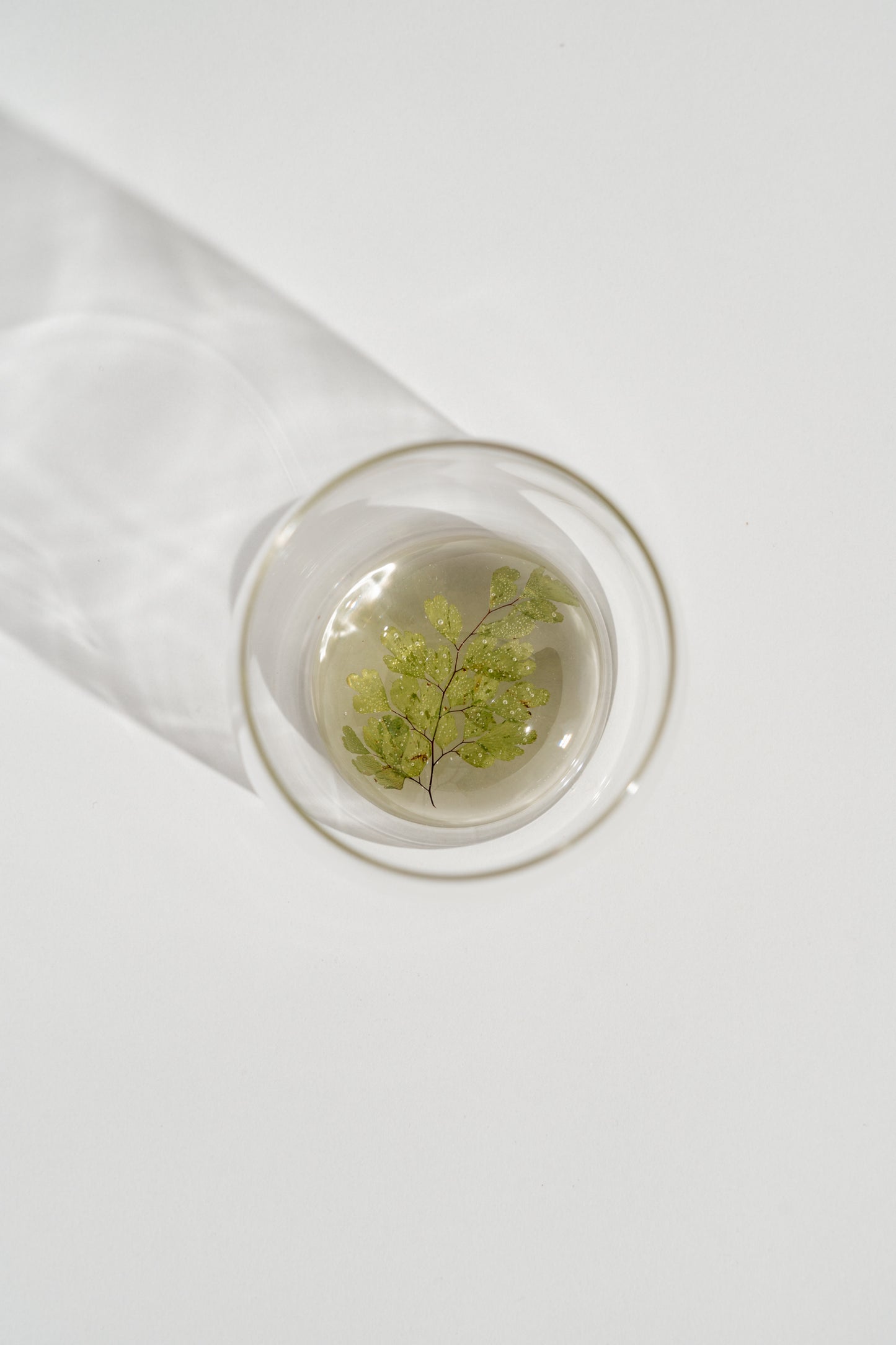 Maiden Hair Fern Resin Cup