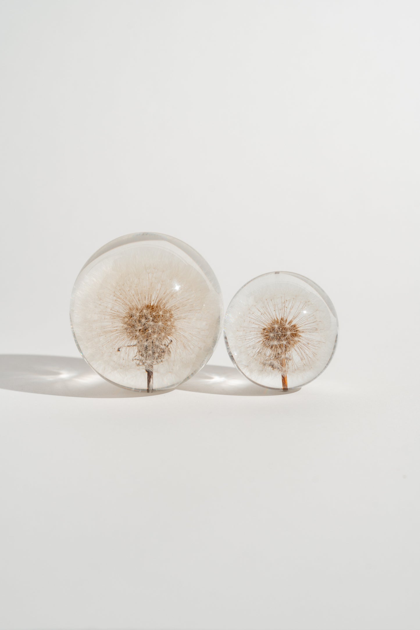 Dandelion Resin Orb